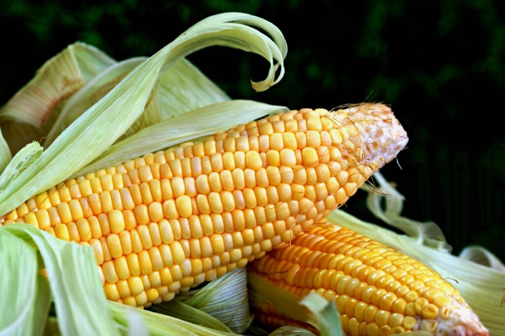 Sweet corn.jpg