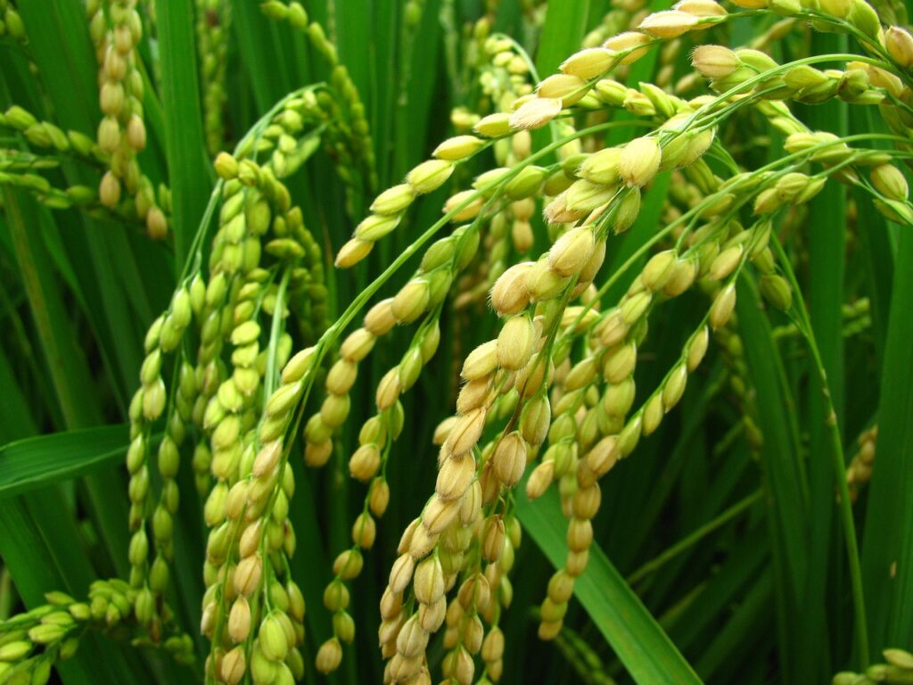 plant, rice, paddy-1898537.jpg